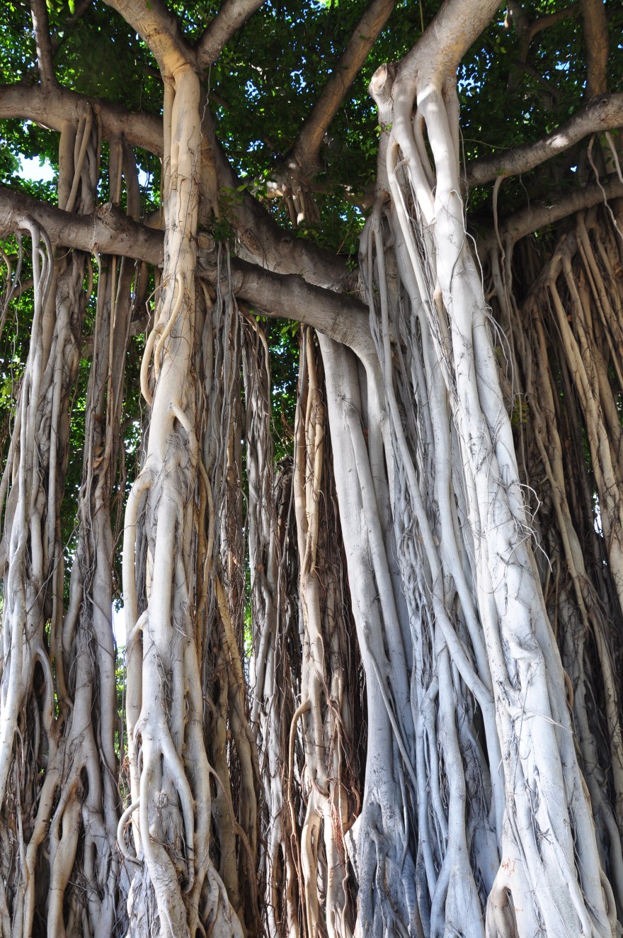 20161130-35 Banyon WaikikiHI