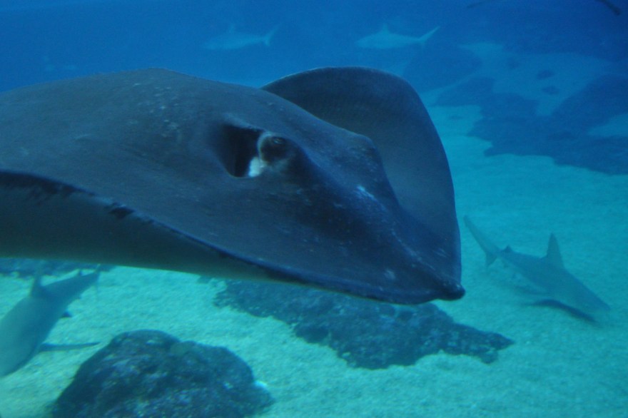 Manta ray and sharks at Maui Ocean Center_CTShier